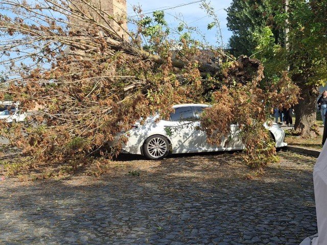 Від сильного вітру у центрі Луцька верба впала на припарковані автомобілі