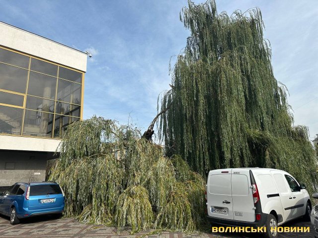 Від сильного вітру у центрі Луцька верба впала на припарковані автомобілі