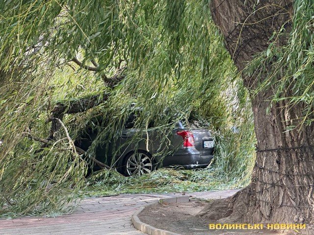 Від сильного вітру у центрі Луцька верба впала на припарковані автомобілі