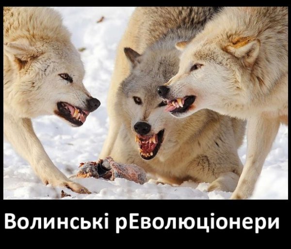 Фотожаби по-волинськи