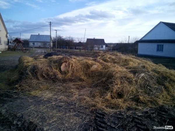 Дуб, сосна, вільха – волиняни і далі крадуть ліс. ФОТО