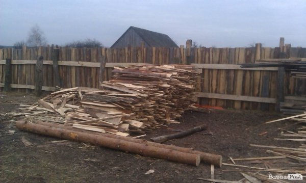 Дуб, сосна, вільха – волиняни і далі крадуть ліс. ФОТО