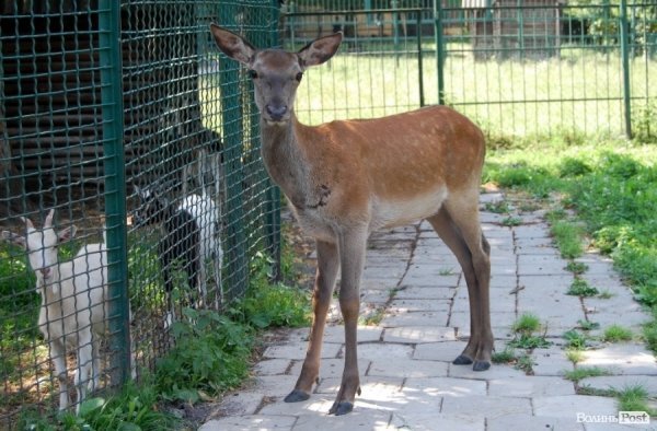 Луцький зоопарк планували розширити ще за Кривицького. ФОТО