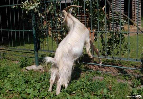 Луцький зоопарк планували розширити ще за Кривицького. ФОТО