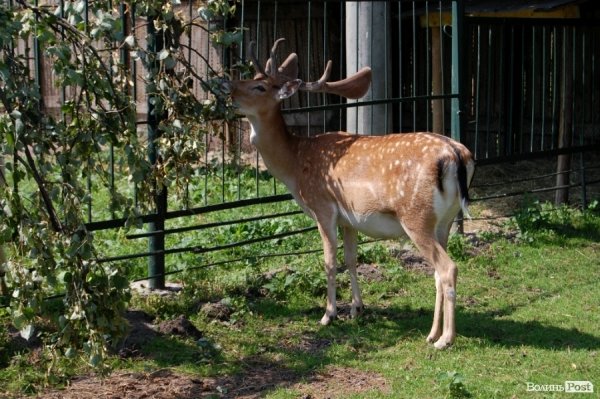 Луцький зоопарк планували розширити ще за Кривицького. ФОТО