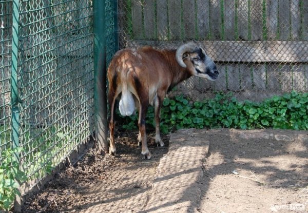 Луцький зоопарк планували розширити ще за Кривицького. ФОТО