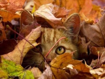 Погода на завтра, 7 жовтня, у Луцьку та Волинській області