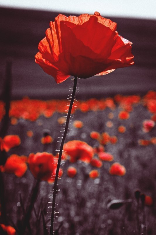 Фотовиставка Уляни Макар