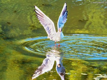 Луцький фотограф опублікував неймовірні світлини до Дня рибалки. ФОТО