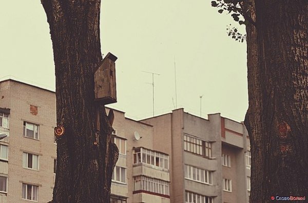 Пташине містечко посеред Луцька. ФОТО