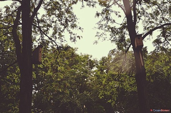 Пташине містечко посеред Луцька. ФОТО