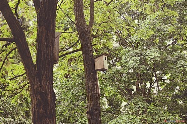 Пташине містечко посеред Луцька. ФОТО