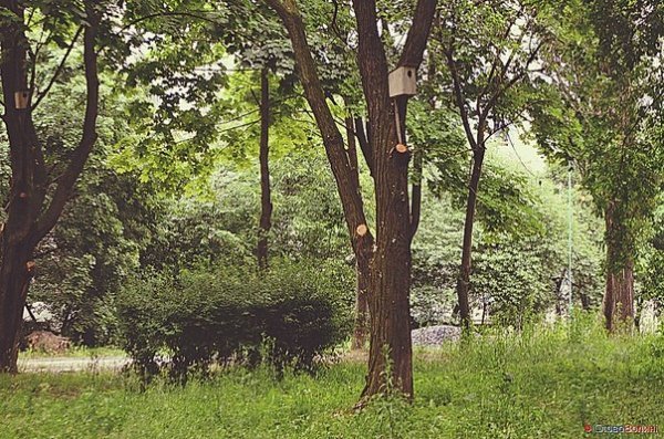 Пташине містечко посеред Луцька. ФОТО