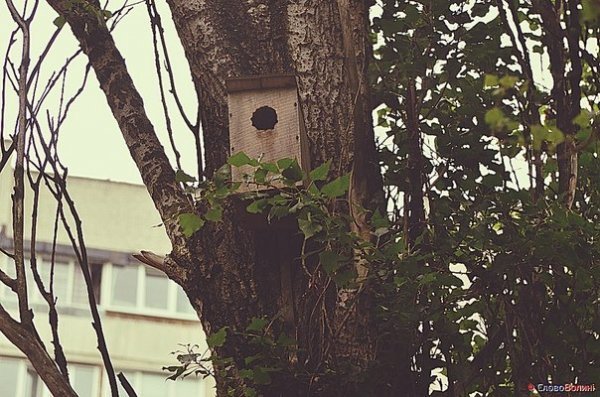 Пташине містечко посеред Луцька. ФОТО