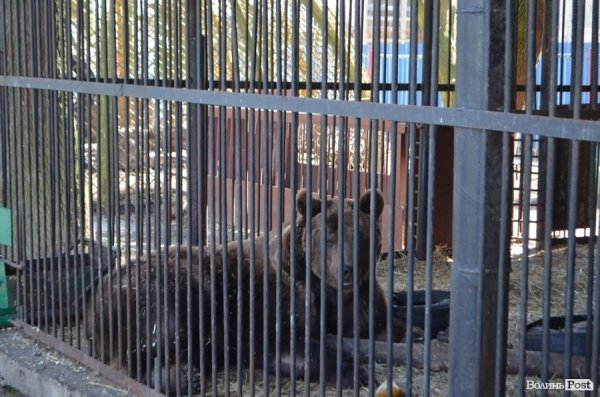 У Луцьку поляки проінспектували хід реконструкції міського зоопарку. ФОТО