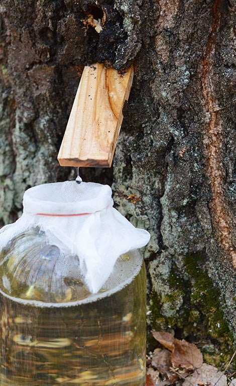 Із позначкою «органік»: березовий сік з Волині п'ють навіть у США. ФОТО