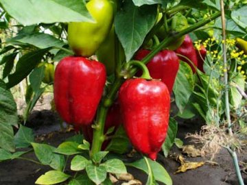На Волині фермери відмовилися від вирощування перцю