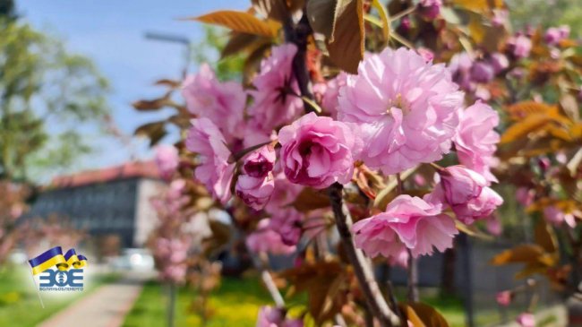 Де лучанам помилуватися сакурами та зробити неймовірні фото. ЛОКАЦІЇ