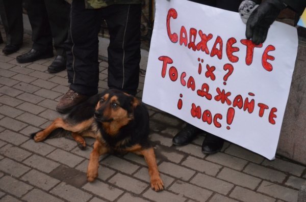Під прокуратурою Волині - пікет з перевернутими «Януковичами». ФОТО 