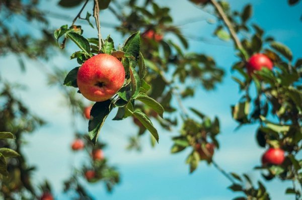 Фотовиставка Ольги Антонюк