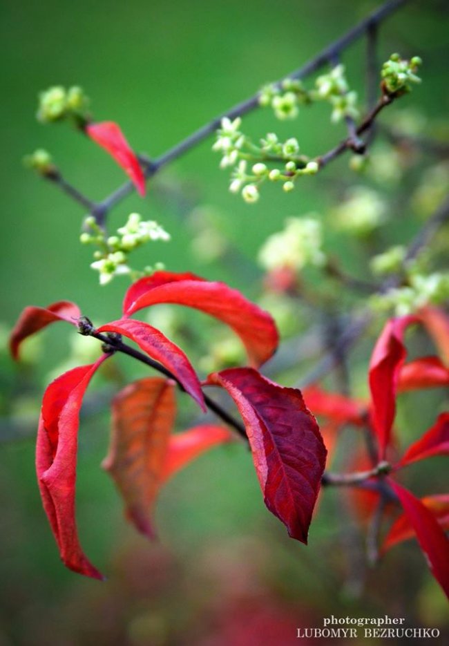 Роса і павутинки: луцький фотограф поділився осінніми світлинами
