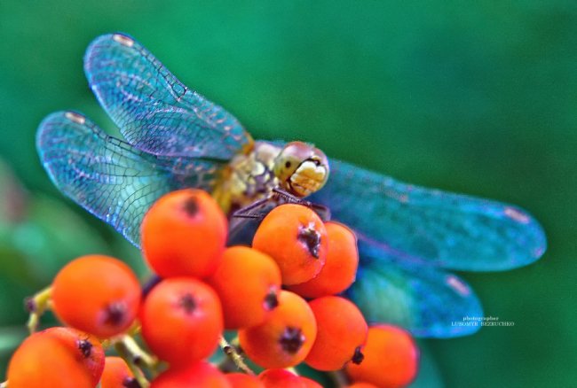 Роса і павутинки: луцький фотограф поділився осінніми світлинами