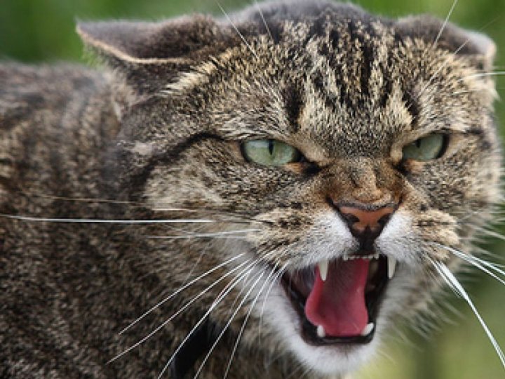 Карантин на два місяці: у місті на Волині виявили скаженого кота