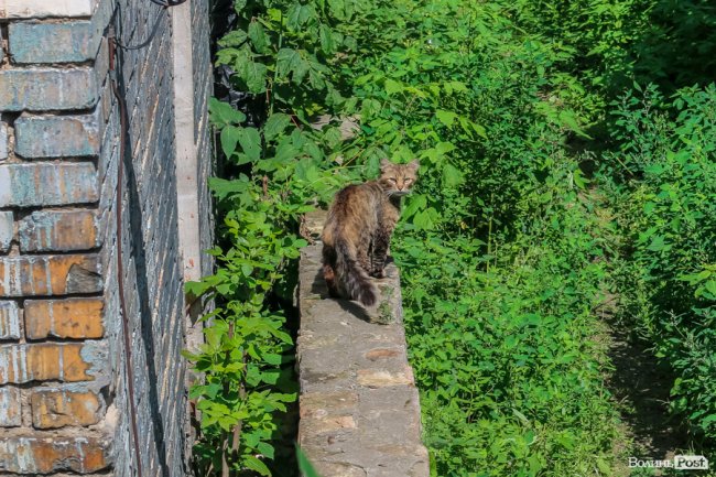 День кота: як відзначають «професійне» свято луцькі пухнастики. ФОТО