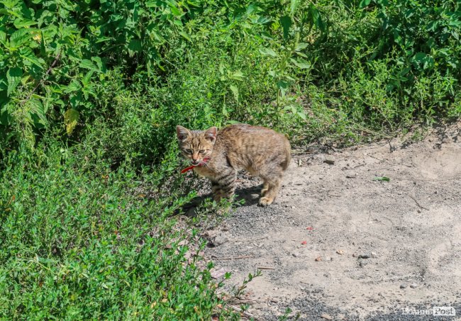 День кота: як відзначають «професійне» свято луцькі пухнастики. ФОТО
