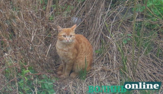 Коти на луцьких вулицях. ФОТО