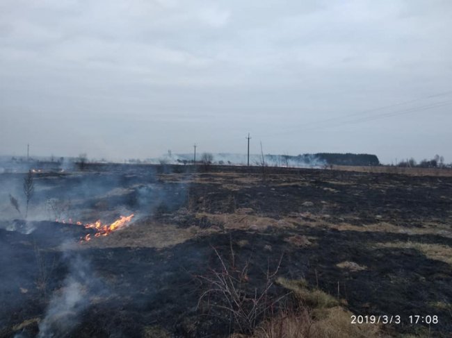 На Ківерцівщині люди спалили молодий ліс. ФОТО