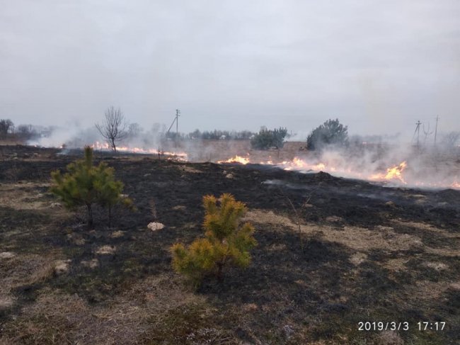 На Ківерцівщині люди спалили молодий ліс. ФОТО