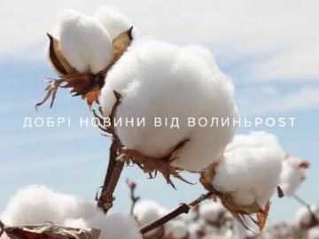 ЗСУ знищили за добу 300 рашистів, а в окупованому Криму – «бавовна»: добрі новини від ВолиньPost за 9 серпня 