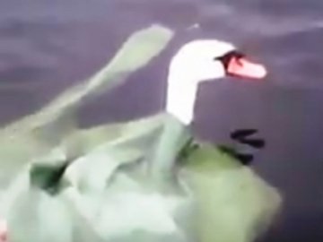 На Волині природоохоронці врятували лебедя. ВІДЕО