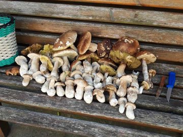 Десятки грибів за дві години: волинянин похизувався трофеями 