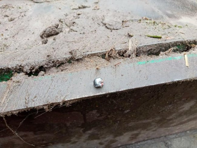 На Волині поранений браконьєрами лось прибіг на подвір’я до людей