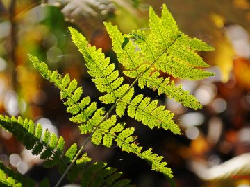 Мавки вже й спати повкладались: золота осінь у лісі на Волині. ФОТО