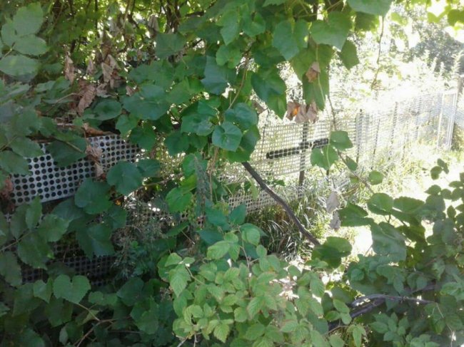 Муніципали продовжуть зносити паркани у Луцьку. ФОТО