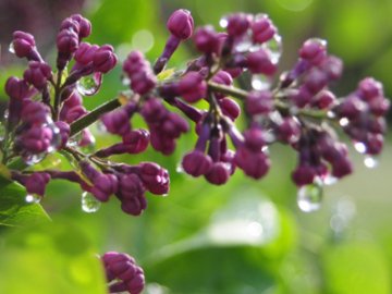 Погода на завтра, 18 травня, у Луцьку та Волинській області