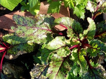 На Волині шкідлива хвороба масово уражає буряки