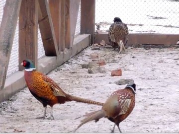 До лісу на Волині заселили 200 фазанів. ВІДЕО