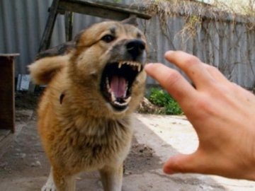 У селі на Волині виявили сказ у домашньої тварини  