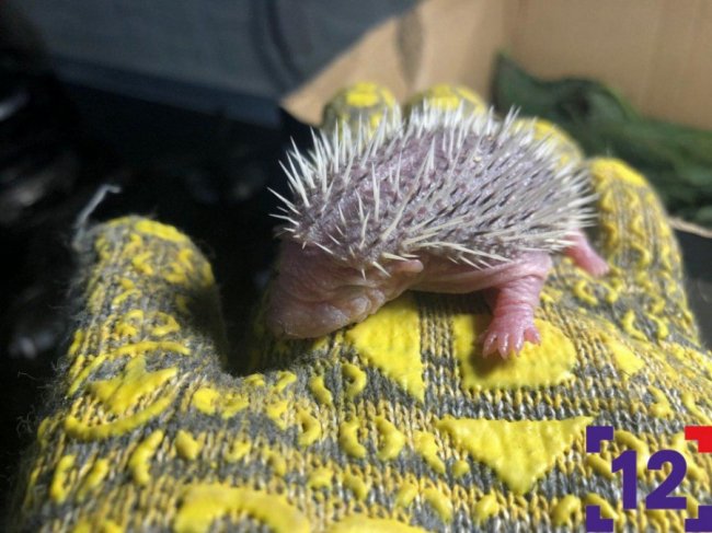 Молоко та масаж животика: луцька сім'я виходжує осиротілих їжаченят. ФОТО