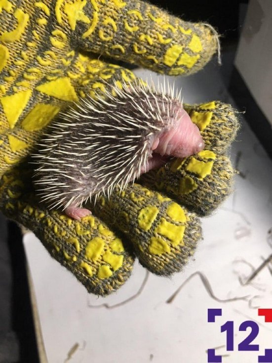 Молоко та масаж животика: луцька сім'я виходжує осиротілих їжаченят. ФОТО