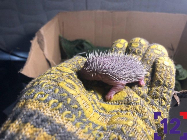 Молоко та масаж животика: луцька сім'я виходжує осиротілих їжаченят. ФОТО