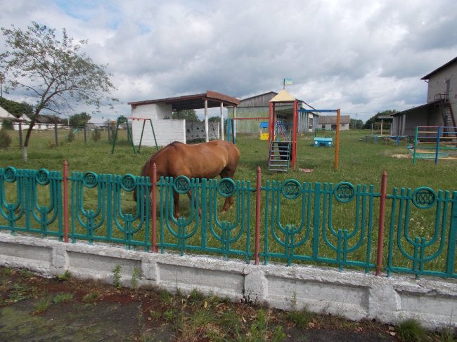 «Майте стид і совість»: на дитячому майданчику випасають коней і розпивають спиртне