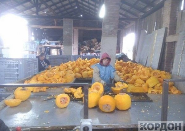 Важкі гроші: як волиняни заробляють 700 гривень за день на гарбузах