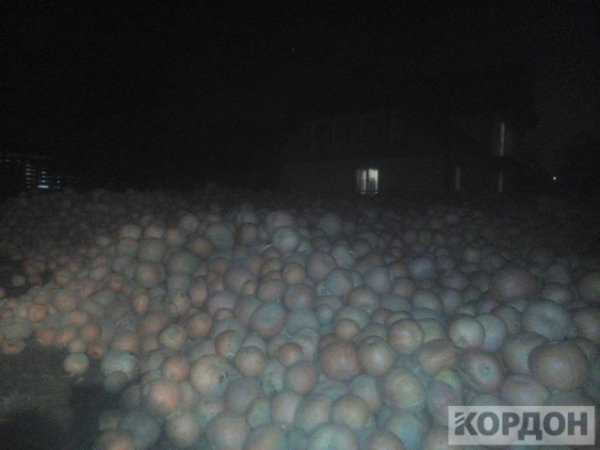 Важкі гроші: як волиняни заробляють 700 гривень за день на гарбузах