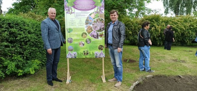 У селі Чаруків висадили алею павловній