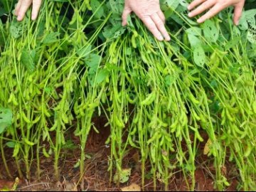  Ексклюзивні сорти сої від оригінаторів з Канади*